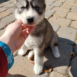 Siberian Husky Puppies from Husky Hotel