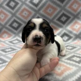 BOY 1 - Piebald male Dachshund puppy in Hoover, Alabama from Tide Town Doxies