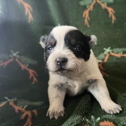 Boy 2 - Blue male Australian Cattle Dog puppy in Irvington, Kentucky from Dry Valley’s Australian Cattle Dogs