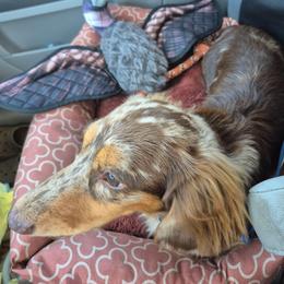 Monkey - Dachshund