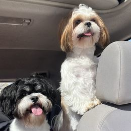 Shih Tzus from Leslie’s Shih Tzus