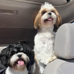 Shih Tzus from Leslie’s Shih Tzus