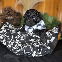 Black Male - male Cavapoochon puppy in Waldron, Arkansas from Kay’s Cutie Poos