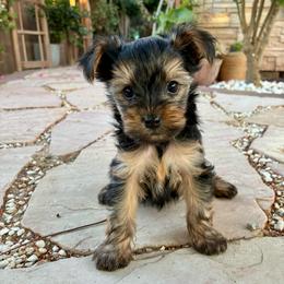 Arlo - Blue and gold male Yorkshire Terrier puppy in Yuma, Arizona from Yuma Yorkie