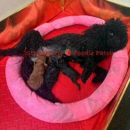 Poodle Puppies from Strawberry Poodle Patch
