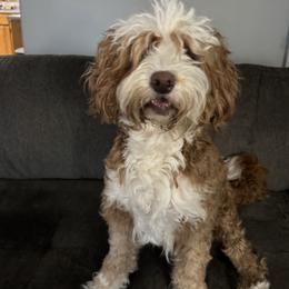 Bea - Bernedoodle