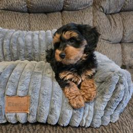 Poodle, Yorkipoo, and Yorkshire Terrier Puppies from Sonshine Yorkies