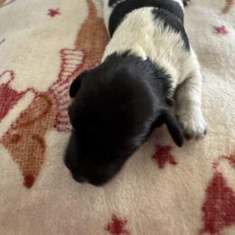 Minnie - Piebald female Dachshund puppy in Summit, South Carolina from Doxies4Paws