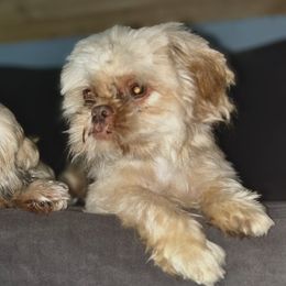 Reece - Shih Tzu