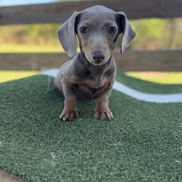 Moonbeam - Fawn (isabella) and tan female Dachshund puppy in Pollok, Texas from Magnolia Kennels