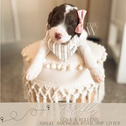 Firefly - Parti female Goldendoodle puppy in Soddy Daisy, Tennessee from The W Doods