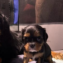 Cavalier King Charles Spaniels from Cedar Mountain Hounds