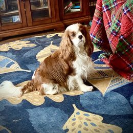 Cavalier King Charles Spaniel Puppies from Bella Fleur Cavaliers