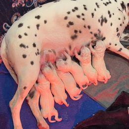 Dalmatian Puppies from Dalmatians at Tiffani’s