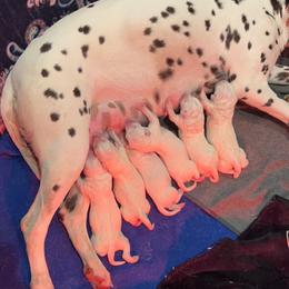 Dalmatian Puppies from Dalmatians at Tiffani’s