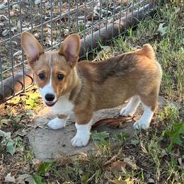 Gemma - AKC - Red female Pembroke Welsh Corgi puppy in Millsap, Texas from BJ's Blessings