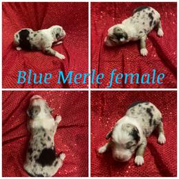 Girl 1 - Miniature Australian Shepherd puppy in Paris, Texas from Kuttin’ Up Mini Aussies