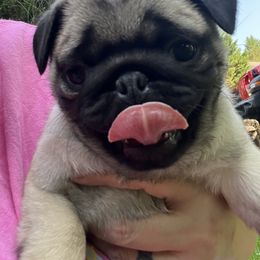 Pug Puppies from Garrick’s Precious Pugs