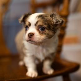 Chihuahua Puppies from Arizona Adventure Chihuahuas