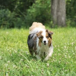Miniature American Shepherd and Papillon All Grown Up from LS Best Friends