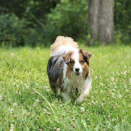 Miniature American Shepherd and Papillon All Grown Up from LS Best Friends