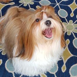 Penny - Havanese