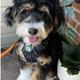 Winston of Greenview