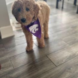 Bernedoodle and Goldendoodle Puppies from Hello Doodle Ranch