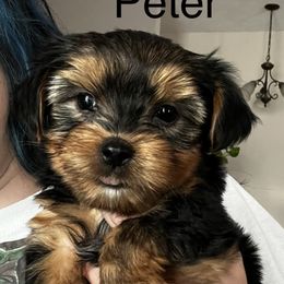 Peter - Black and tan Yorkshire Terrier puppy in Bennet, Nebraska from Mindie’s Minis