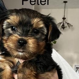 Peter - Black and tan Yorkshire Terrier puppy in Bennet, Nebraska from Mindie’s Minis