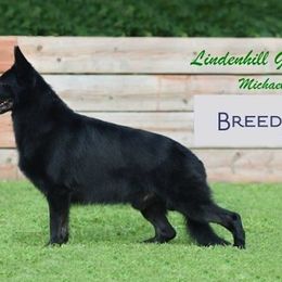 German Shepherds from Lindenhill GSD