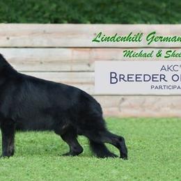 German Shepherds from Lindenhill GSD