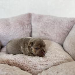 Girl 4 - female French Bulldog puppy in Walnut, California from Flores Frenchies