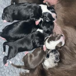BBF - Black & white female Miniature Australian Shepherd puppy in Norco, California from River Springs Aussies