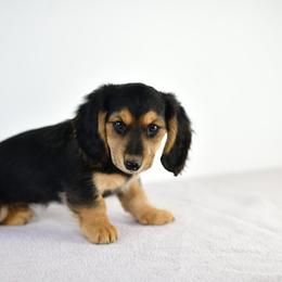 Cooper - Black and tan male Dachshund puppy in Austin, Texas from Glorious Minis