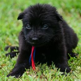Red blue girl - Black female German Shepherd puppy in Clarkrange, Tennessee from Vom Wolff