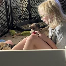 French Bulldog Puppies from Orderofthebulldogs, LLC