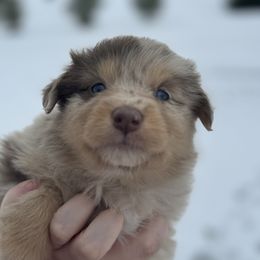Ruby Sue - Red merle female Australian Shepherd puppy in Laotto, Indiana from Circle B working Aussies