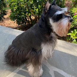 Miniature Schnauzers from Show Stopper Schnauzers