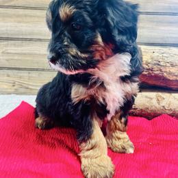 Lucy - Black tri-color female Aussiedoodle puppy in Hamilton, Michigan from White Pine Farm