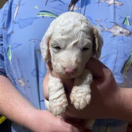 Light Blue Collar - - Cream female Goldendoodle puppy in Mc Cook, Nebraska from Powers Doodles