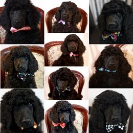 Poodle Puppies from Outlaw Canines