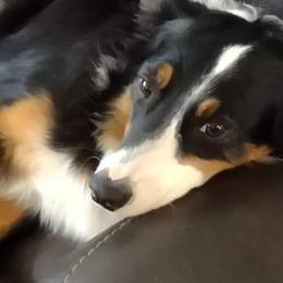 Miniature Australian Shepherds from Sunny Ray's Dog Farm