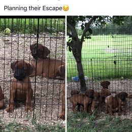 Rhodesian Ridgeback Puppies from Clattenburg Ridgebacks