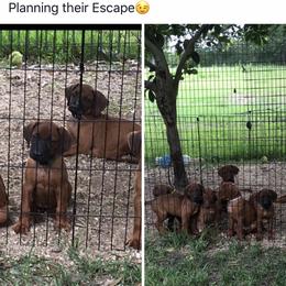Rhodesian Ridgeback Puppies from Clattenburg Ridgebacks