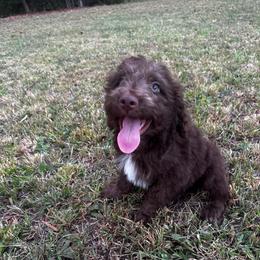 Franklin D. Roosevelt - Red male Aussiedoodle puppy in Asheboro, North Carolina from Stellar Aussies