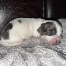 Dachshund Puppies from Sweet Peach Minis