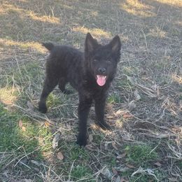 Reba - Mudi puppy from Graves Farm Mudi