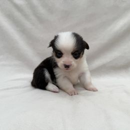 Female 2200 - Black and tan female Pembroke Welsh Corgi puppy in Okeechobee, Florida from Cowtown Corgis & Border Collies
