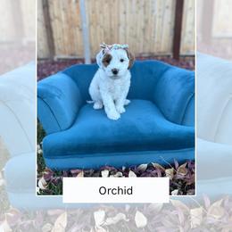 Orchid - Parti female Goldendoodle puppy in Las Vegas, Nevada from Bridges Goldendoodles